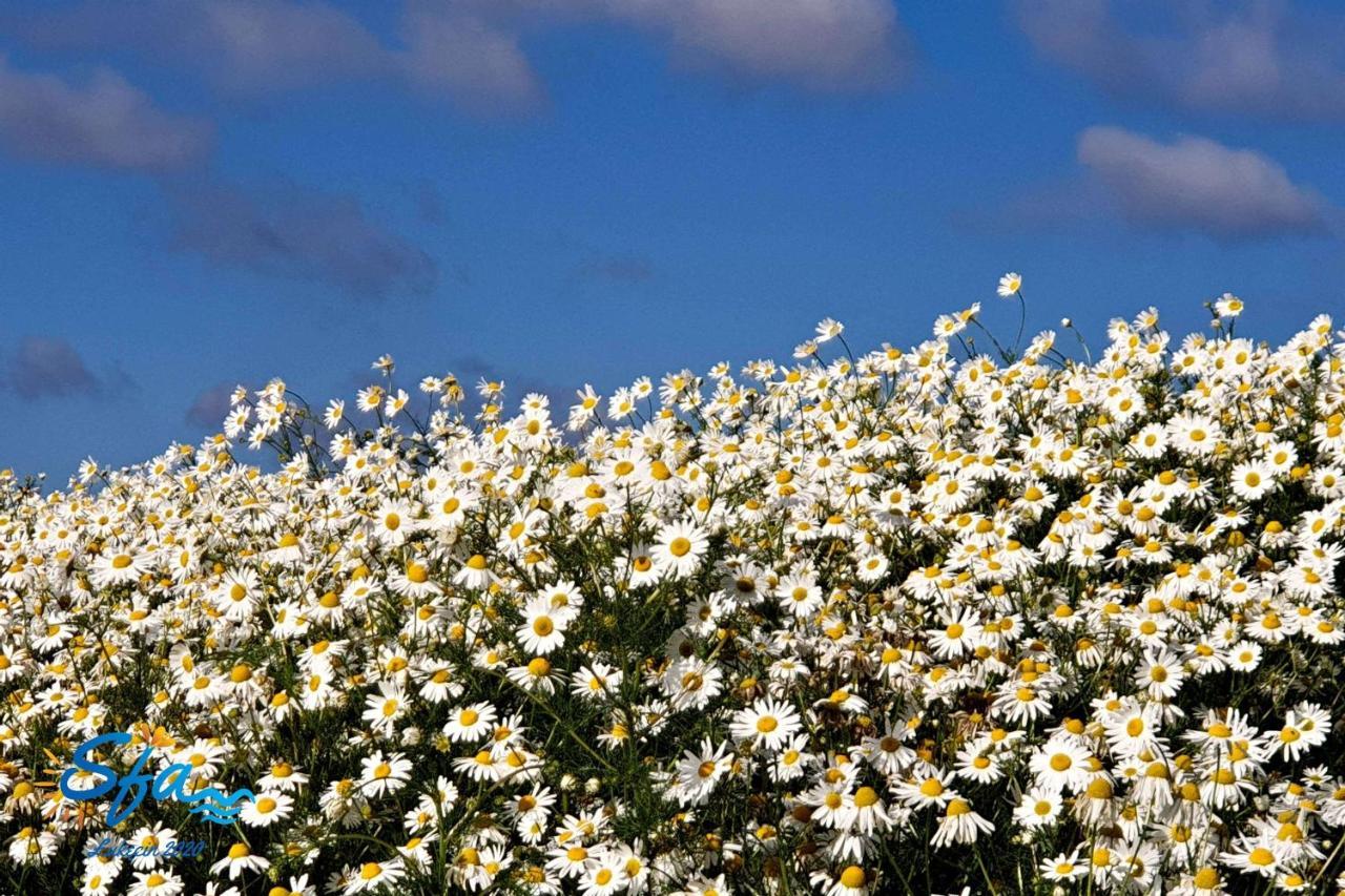 Daisy - Sunny Flowers Apartments วูแคนชิน ภายนอก รูปภาพ